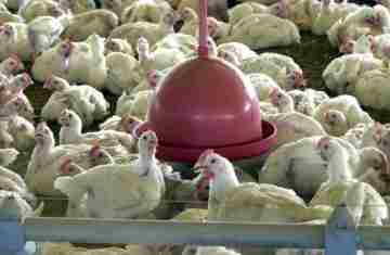  Chile e Arábia Saudita retiram restrição à carne de frango do Brasil 